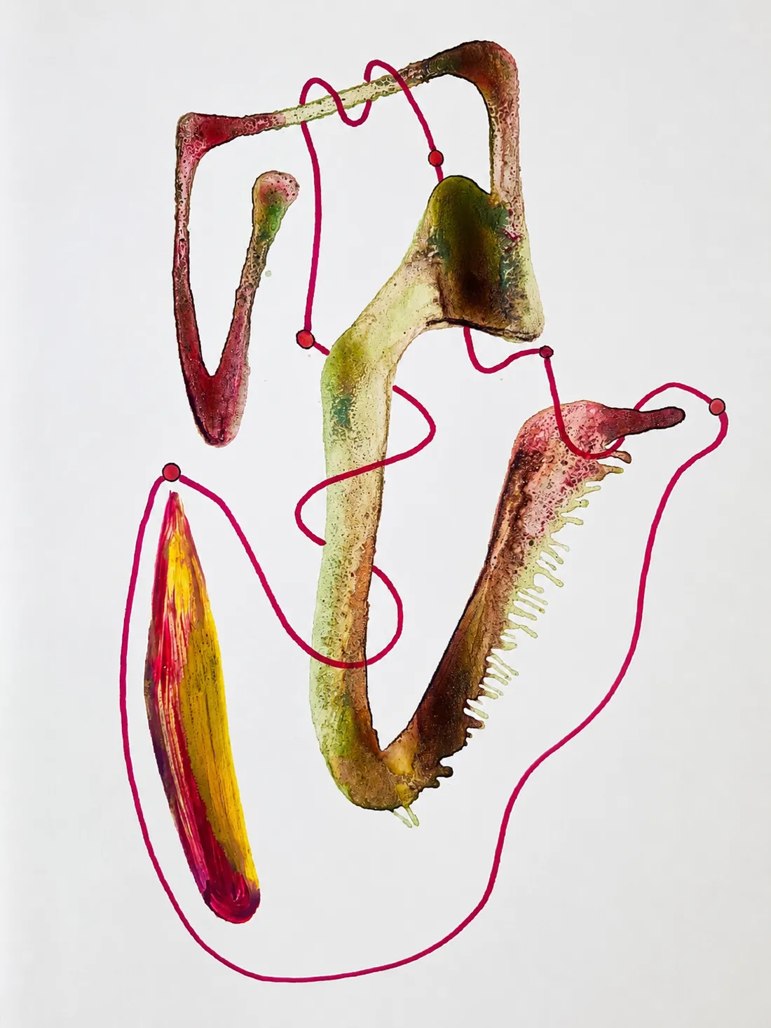 Shy Carnivorous Plant